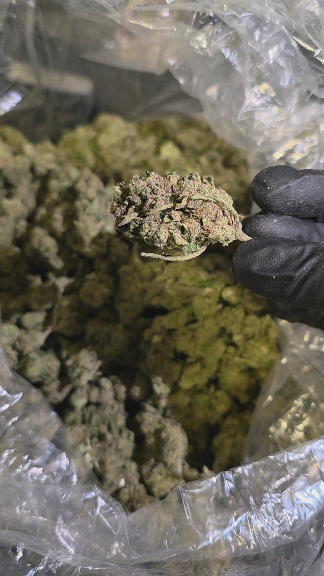 Passion Fruit - 33.2% THC