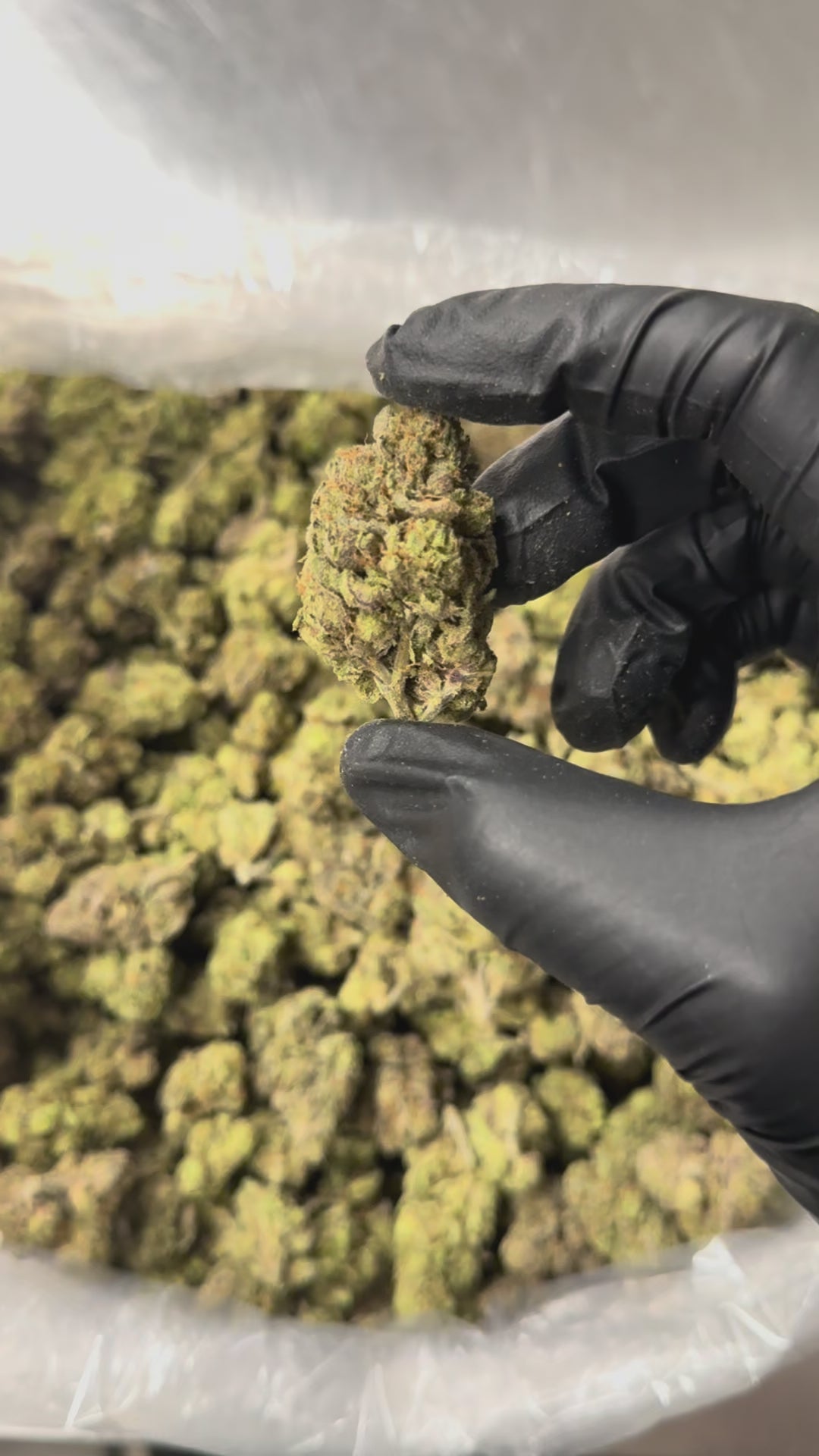 Zushi - 27.6% THC