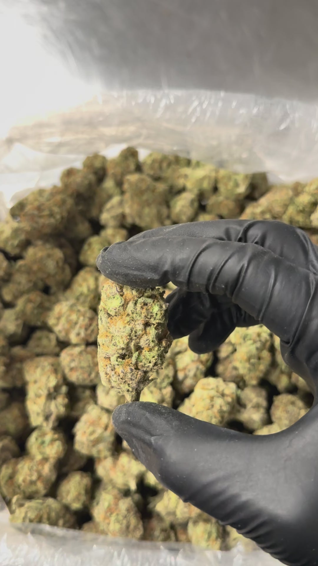 Blue Berry Og - 25.8% THC