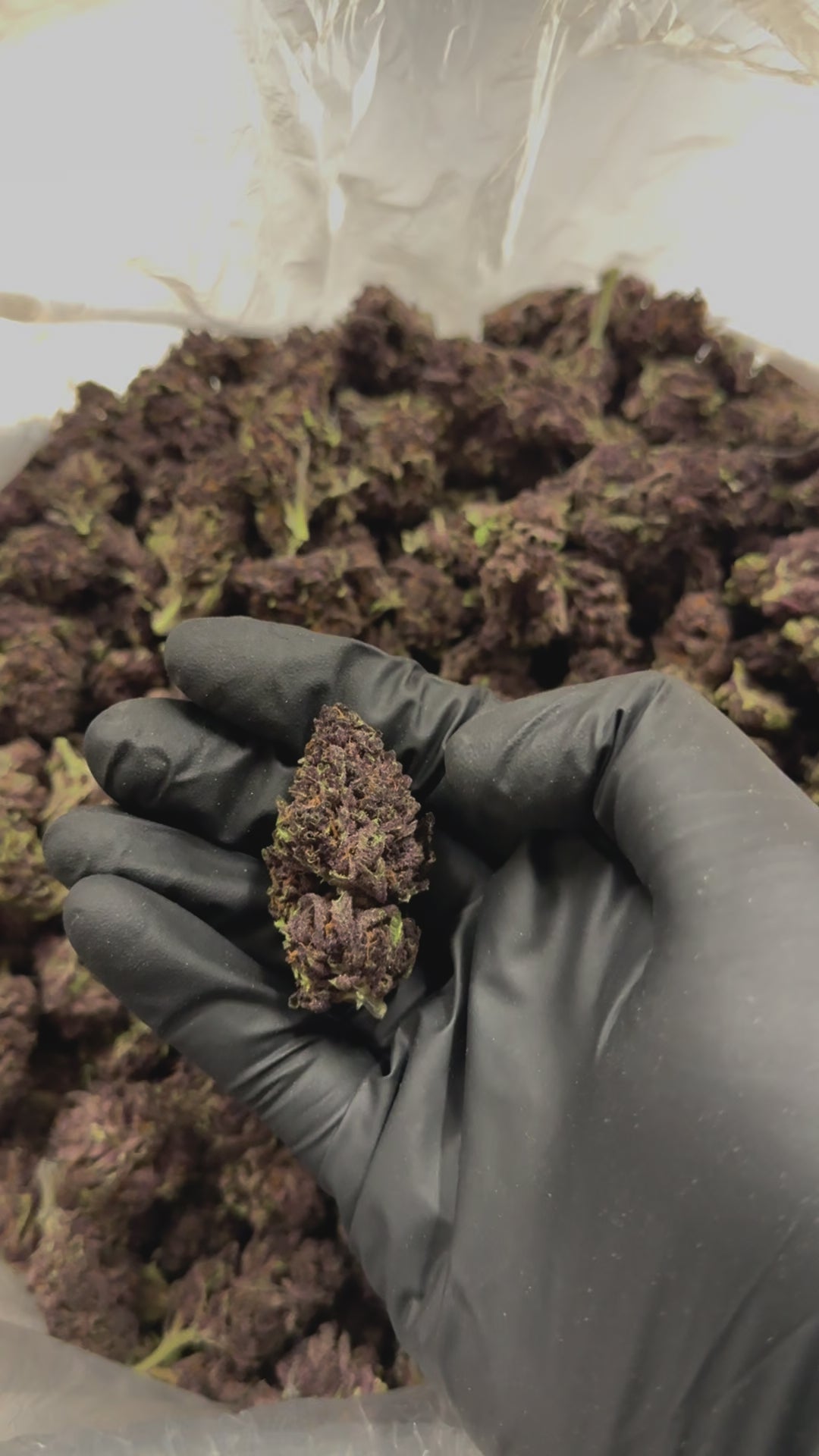 Tropicana Cherry - 23% THC