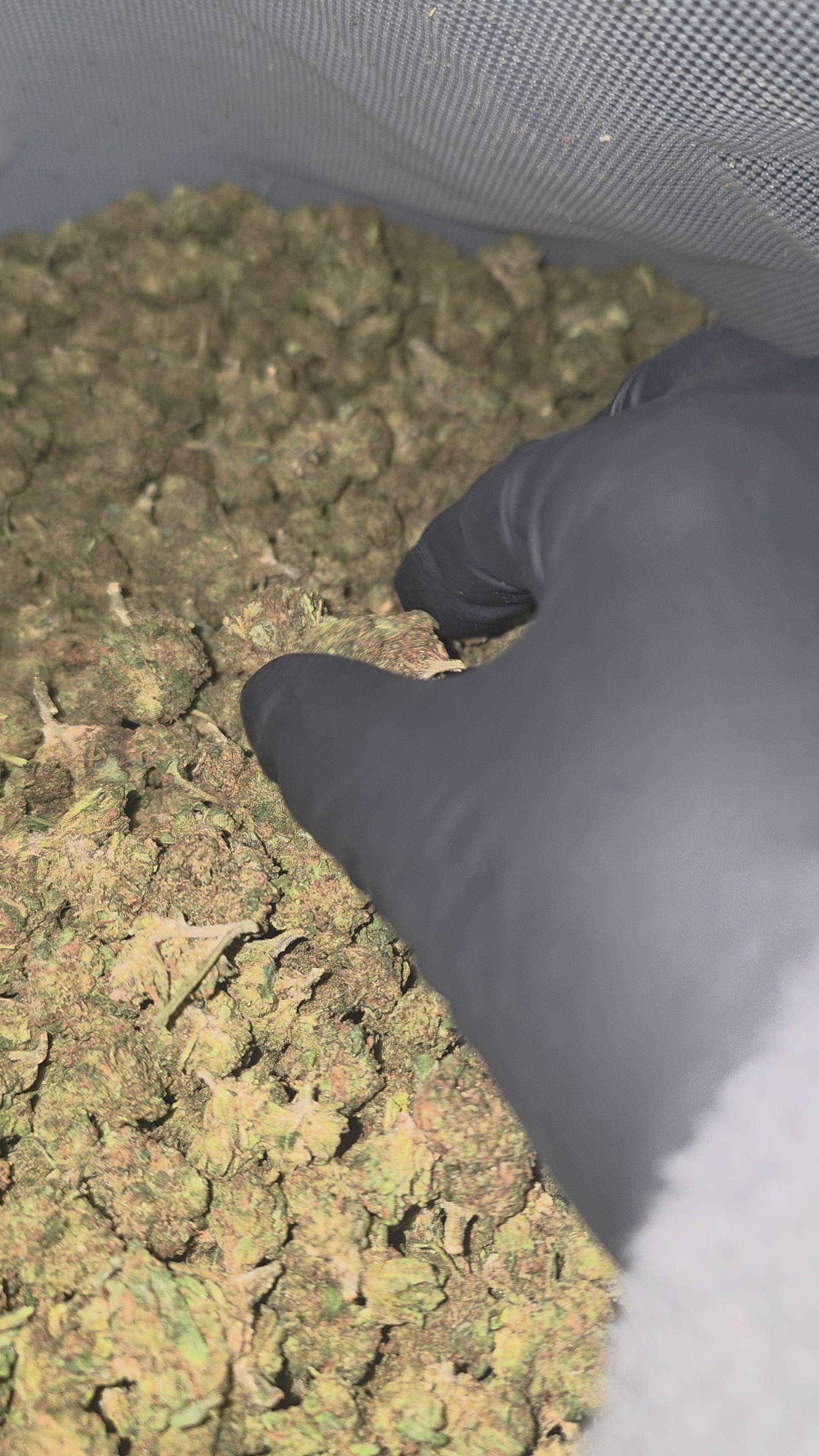 Orange Clementine Og Kush 22% THC