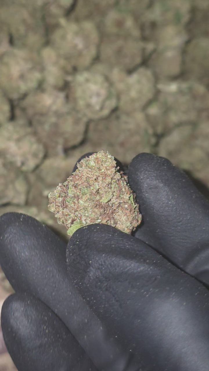 Permanent Marker 16.8% THC