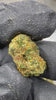 Gorilla Glue Strain