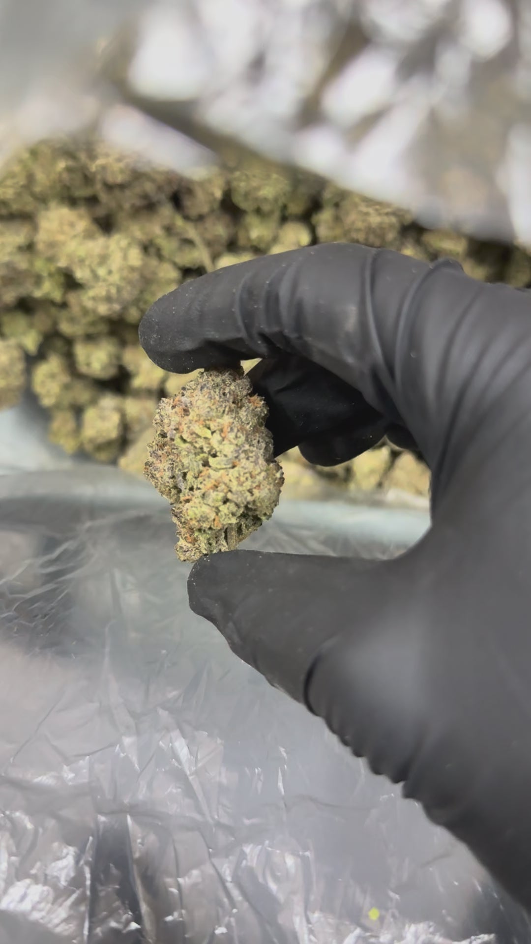 Legend Og - 29.1% THC