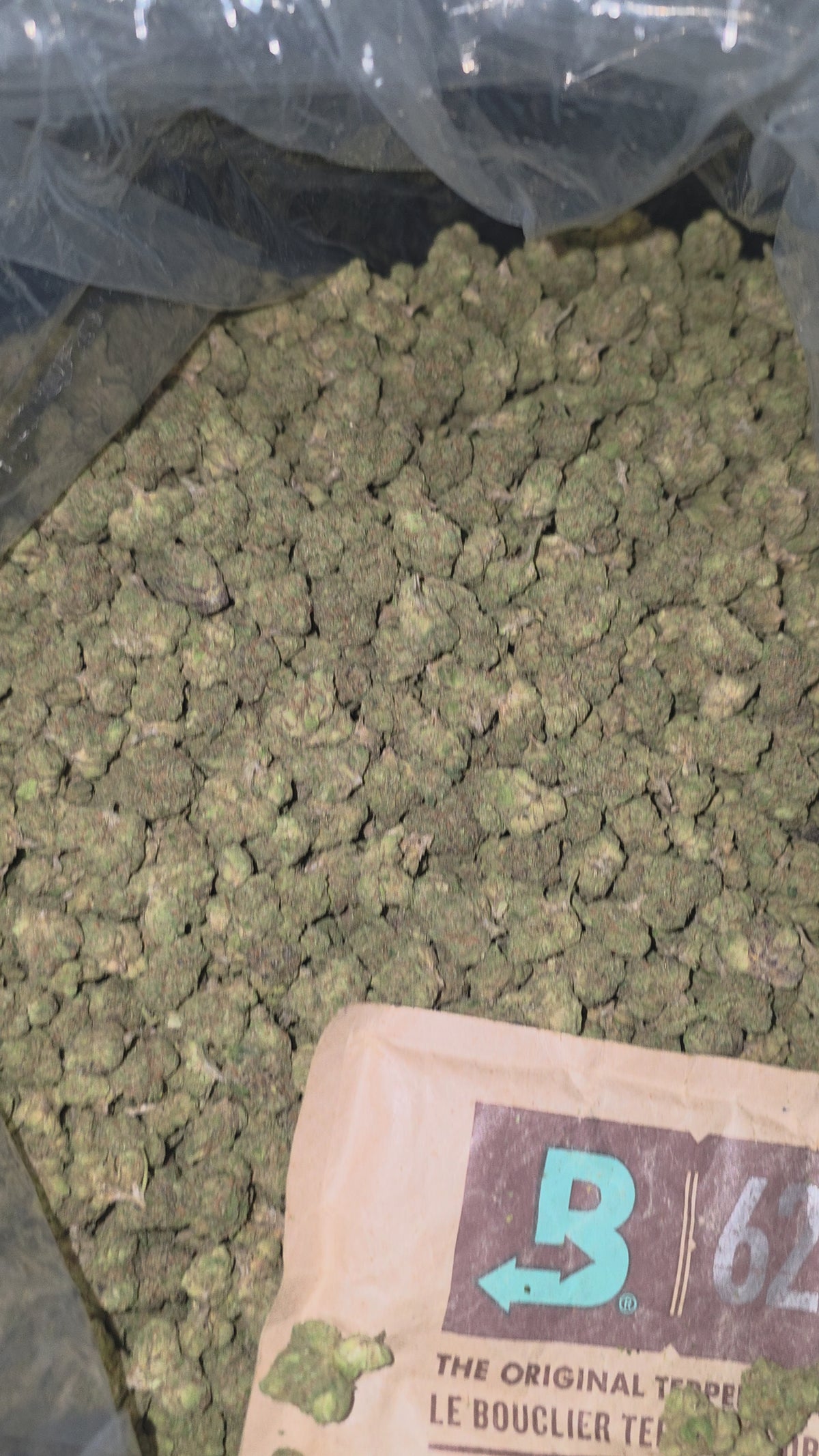 Menthol Og  27.7% THC