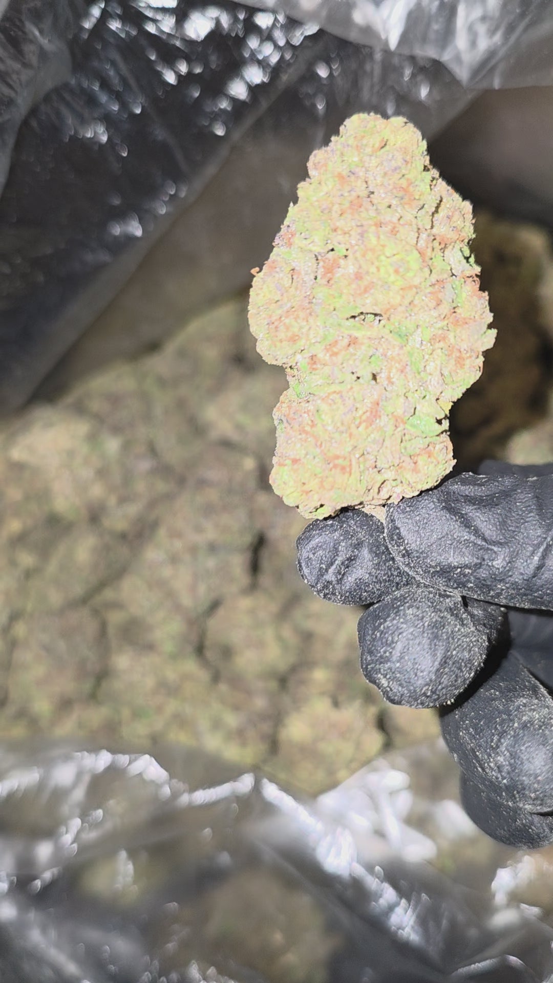 Frosted Gelato 41 - 19.7% THC