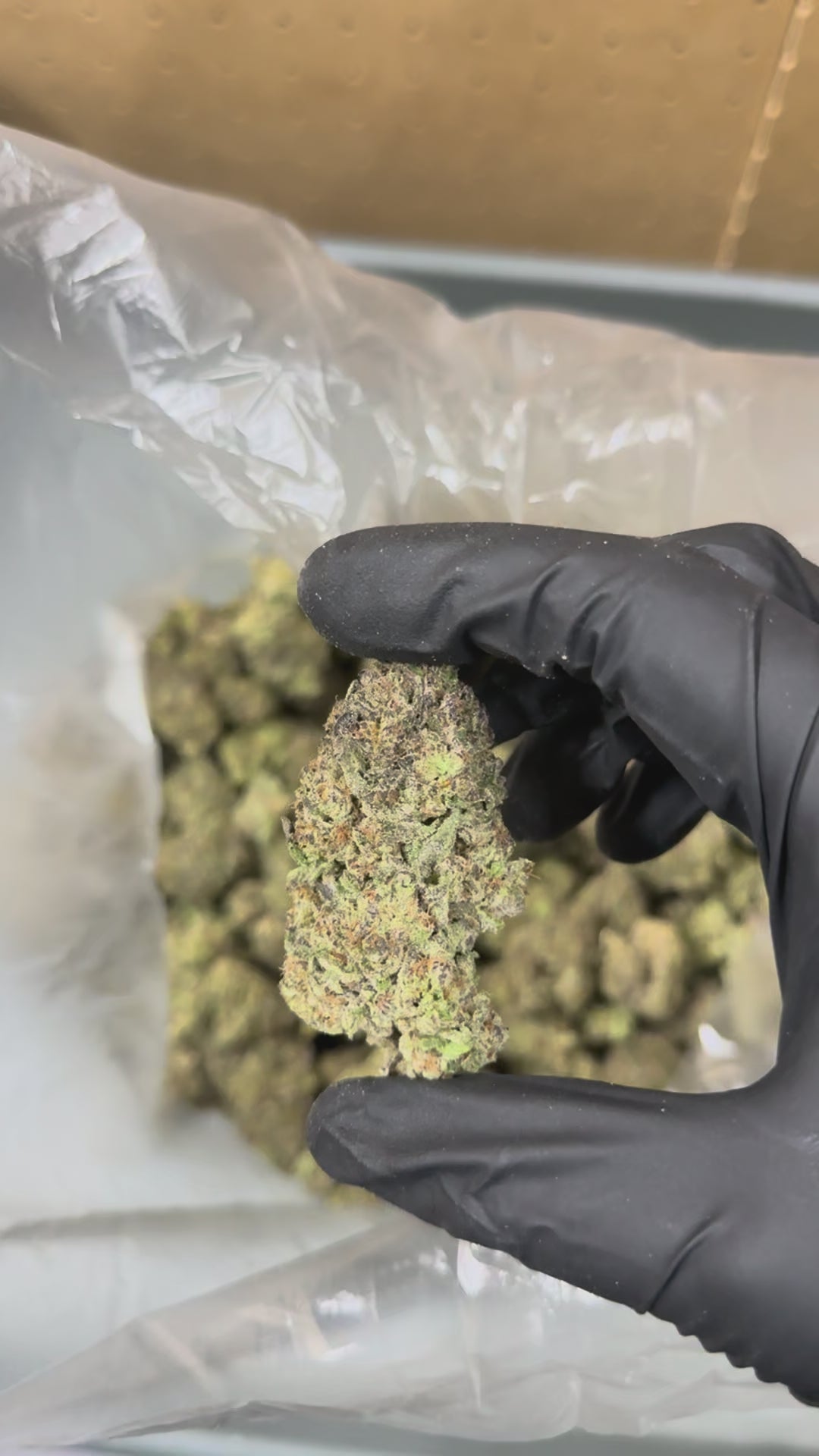 Frosted Gelato 41 - 19.7% THC