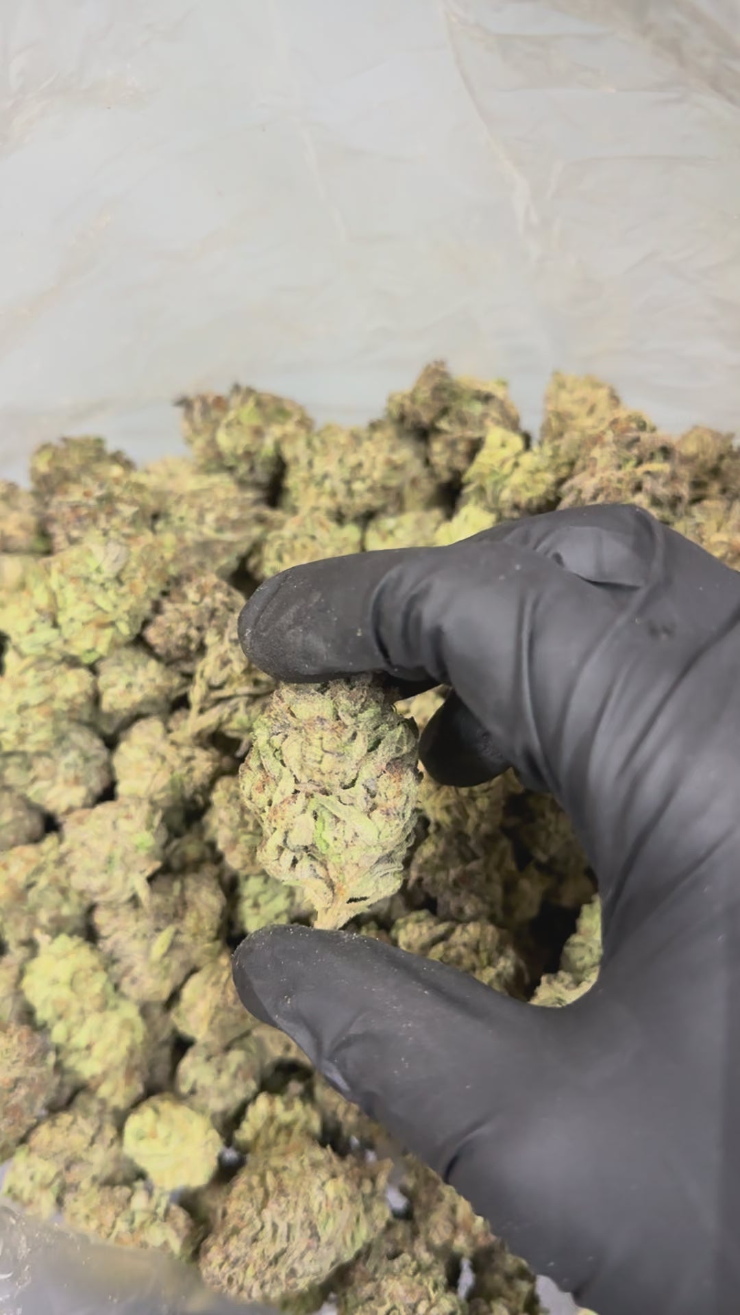 Sherb Cream Cake - 32.8% THC