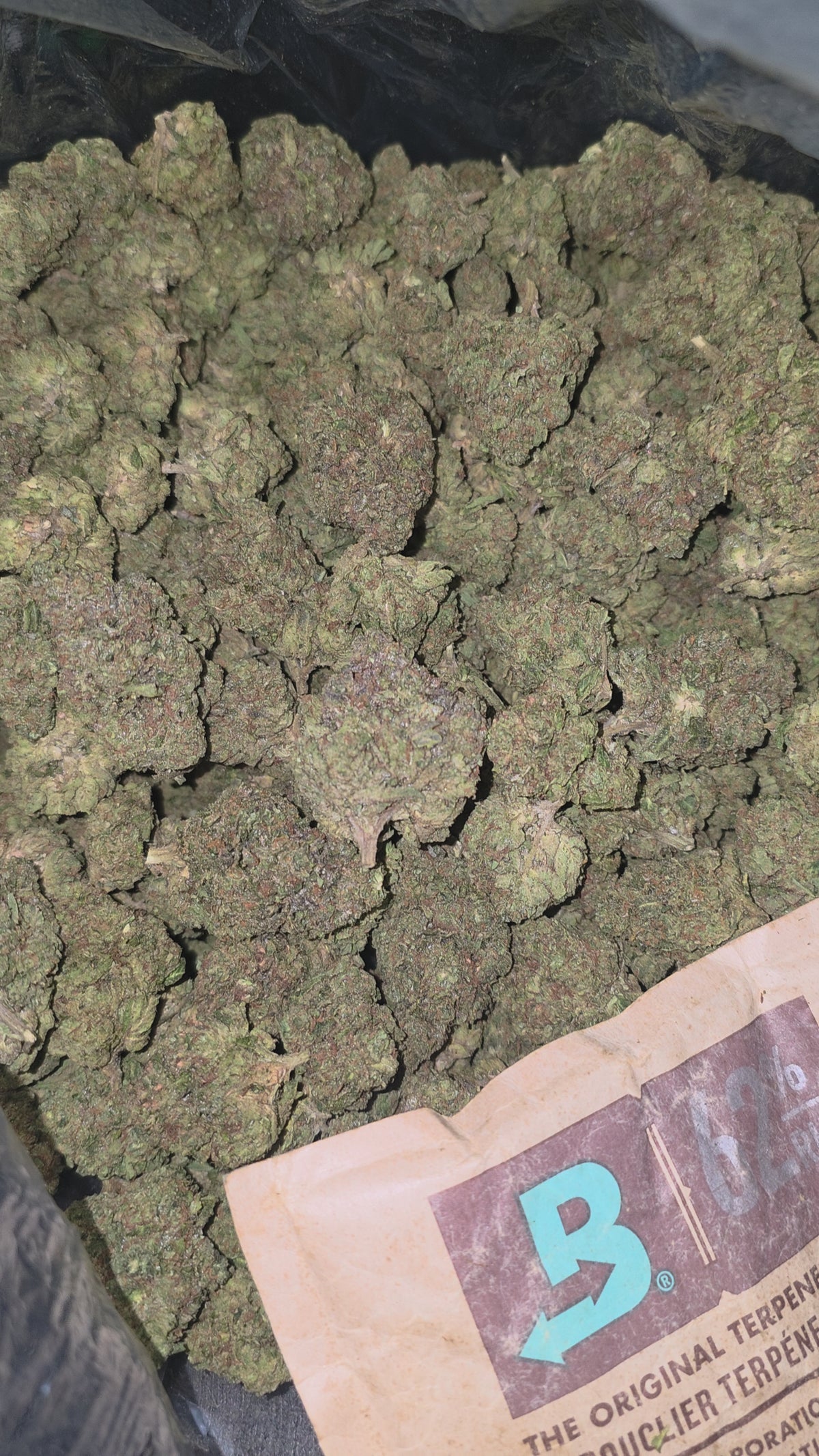 Queen Of The South 31.3% THC