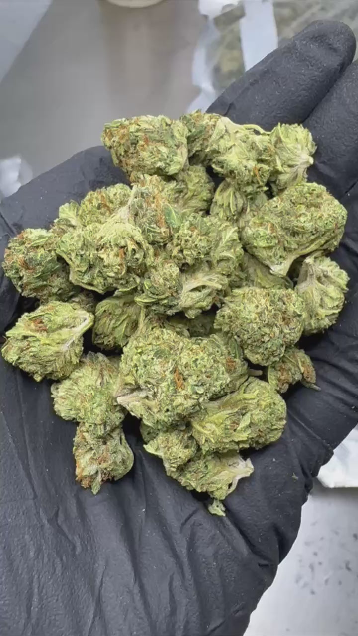 Sour Kush Hybrid Strain