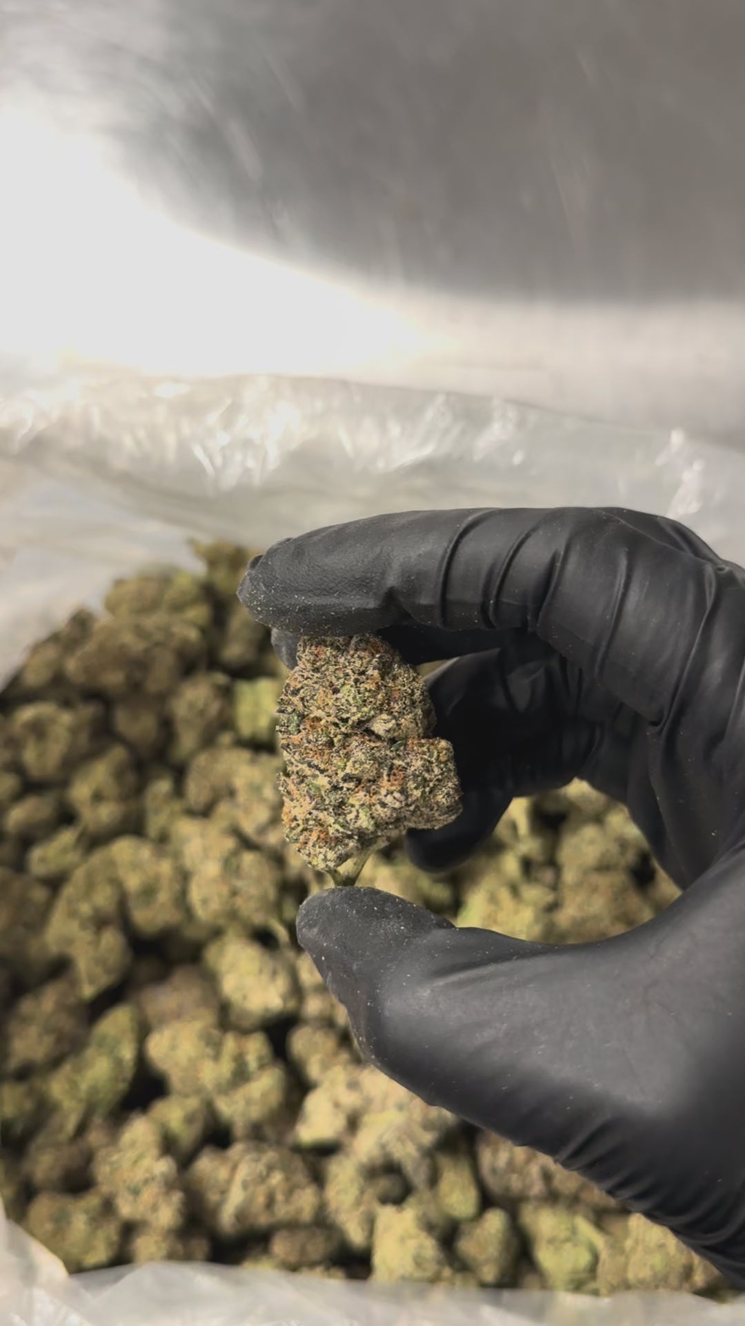 Sherblato - 28.1% THC