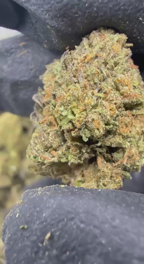 Biscotti Cannabis Strain