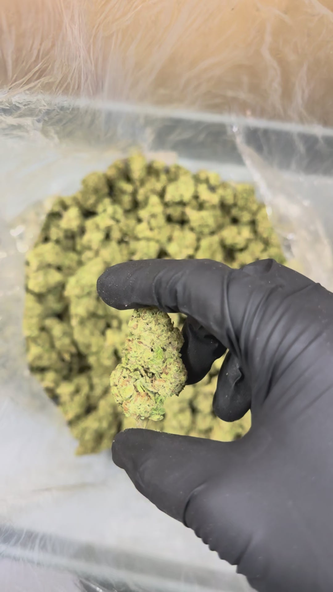 Lemon Cherry Zkittlez x Zushi- 27.4% THC