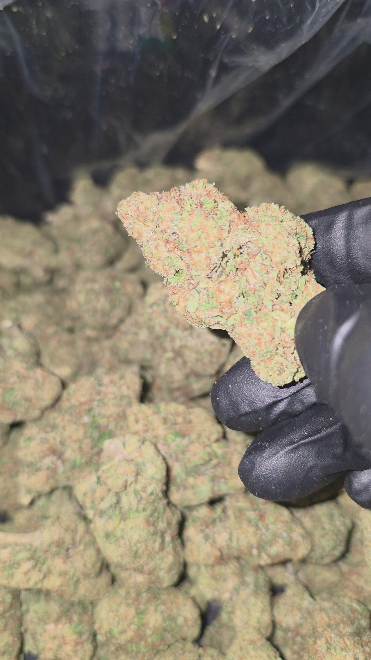 Gelonade 27.2% THC