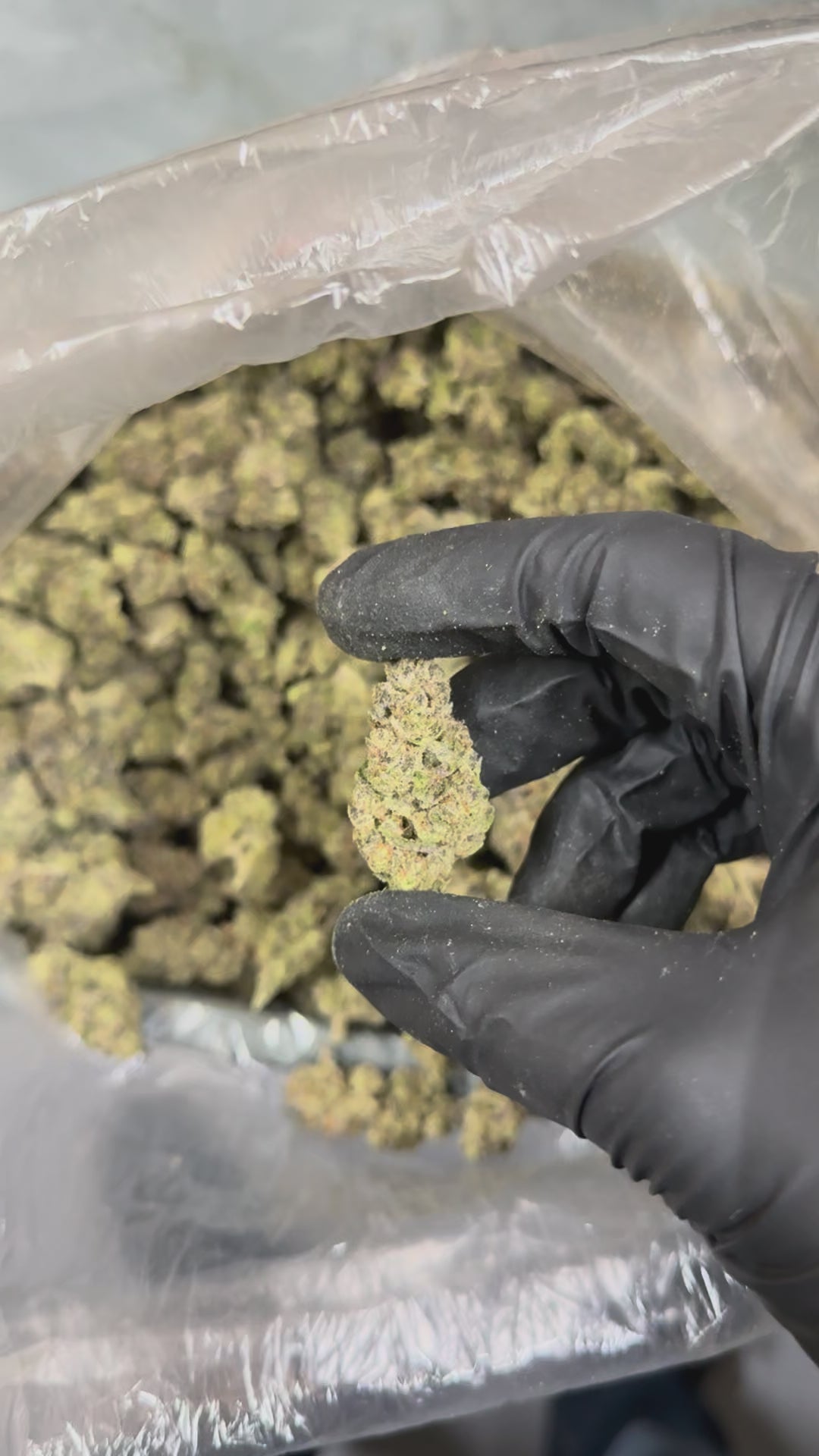 Triple Burger - 21% THC