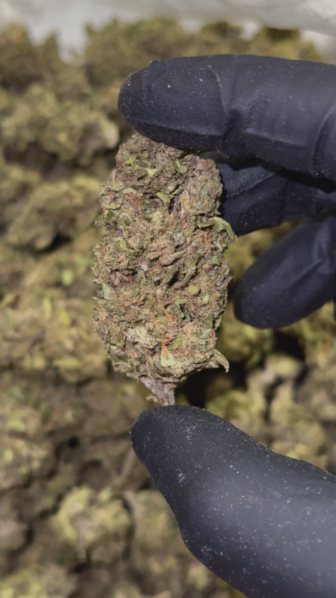 Cherry Runtz - 26.9% THC
