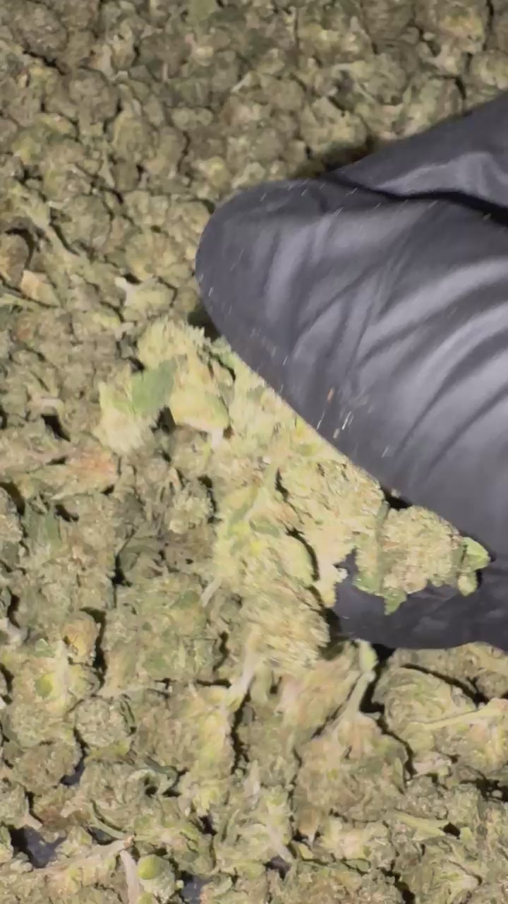 Jokerz Runtz 24.6% THC