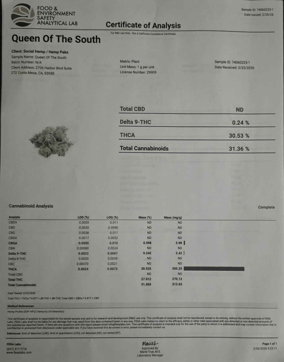 Queen Of The South 31.3% THC